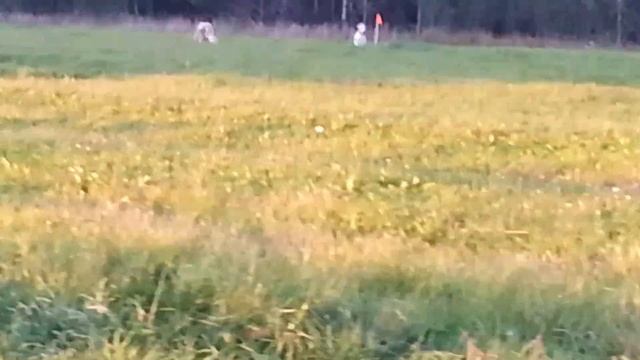 тренировочный полевой курсинг. 2-й забег. Афганская борзая смотреть онлайн