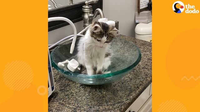 Cat Does The Funniest Thing When His Parents Get Him A New Brother | The Dodo смотреть онлайн