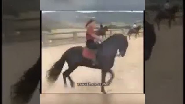 Ахалтеке смотреть онлайн