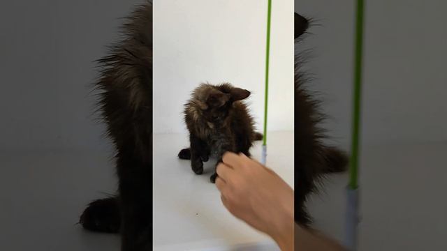 Котенок мейн-кун полидакт, 6666, черный дым, 2 месяца,#котята #котятамейнкун смотреть онлайн