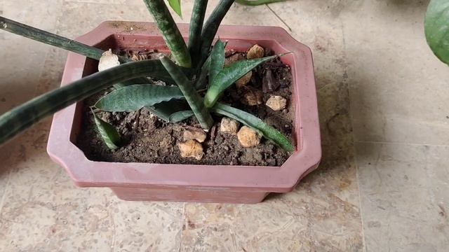 Sansevieria Cylindrica (African Spear) Plant Care Guide For Beginners смотреть онлайн