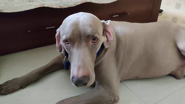 Oscar The Weimaraner 🧿 - Oscar's EarStyle 😭❤️