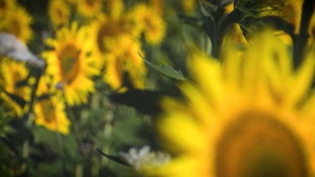 Превращение Украины в аграрную сверхдержаву. смотреть онлайн