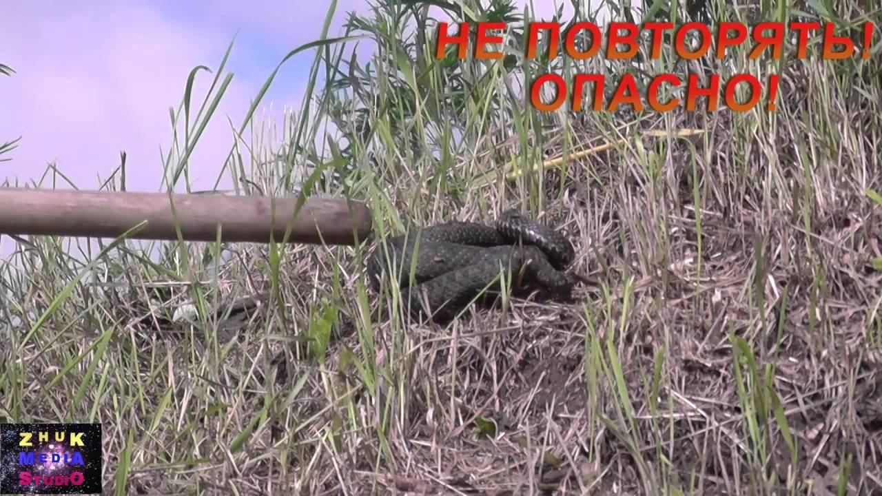 Гадюка меланхольная смотреть онлайн