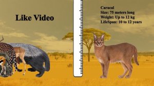 Savanna Animals size comparison |Living animal in Savanna |Animals names SIZE learning Animal Film