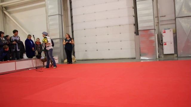 Баварская горная гончая выступления на выставке "Охота.Рыбалка" 29.10.2016 смотреть онлайн