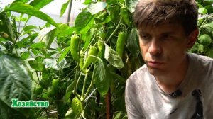 Как часто и сколько поливать перец? Все о поливе перцев!