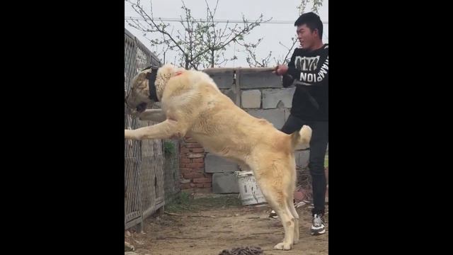 Dare to ride a large dog?Alabai Central Asian Shepherd Biggest ferocious dog huge dog Giant dog смотреть онлайн