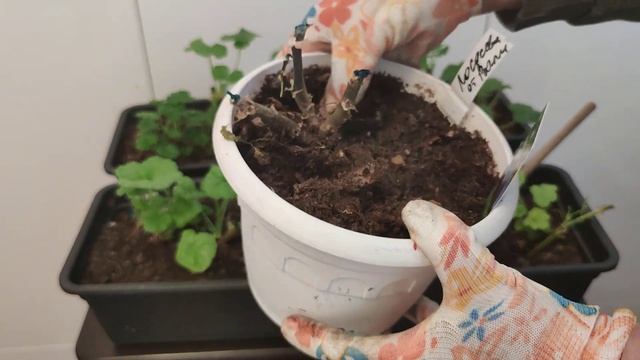 Почему гибнут обрезанные пеларгонии смотреть онлайн