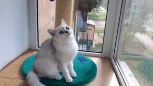 Котенок Британская серебристая шиншилла