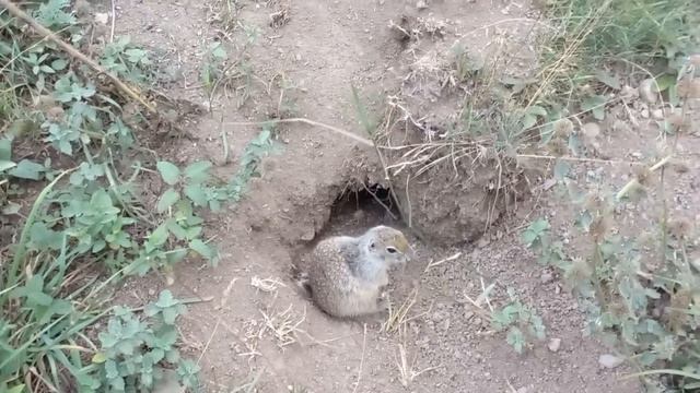 КАК ПОЙМАТЬ СУСЛИКА