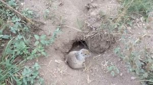 КАК ПОЙМАТЬ СУСЛИКА