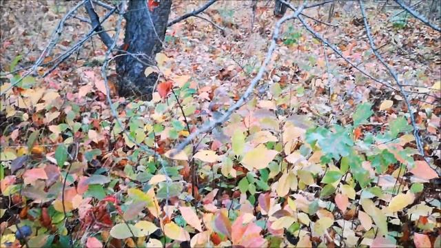 Грибы в польском лесу. 26 октября. Grzyby w polskim lesie. 26 października смотреть онлайн