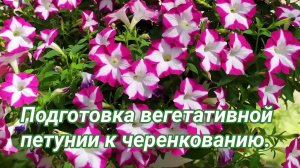Подготовка вегетативной петунии к черенкованию.