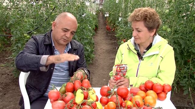 Томат Рубиновый Кулон. Урожайные Гибриды Томатов