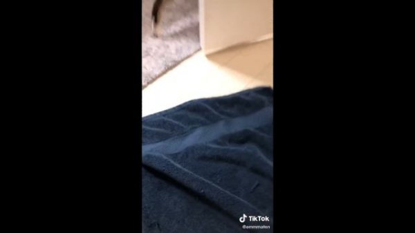 Oh no Oh no Oh no no no song | animals TikTok compilation