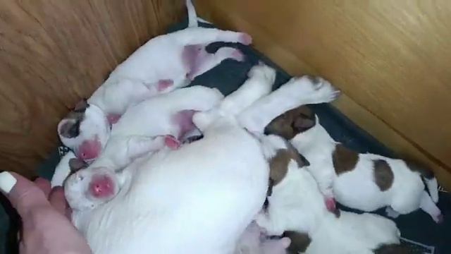 Джек Рассел терьер щенки смотреть онлайн