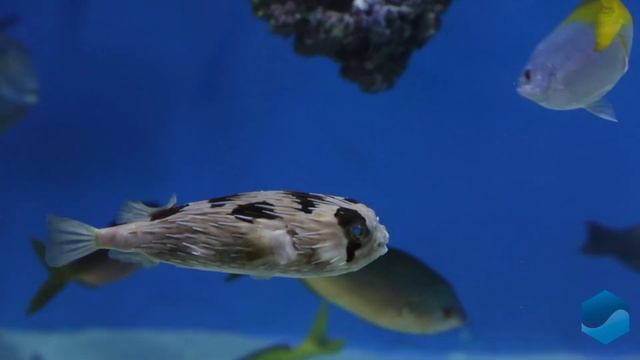 Аротроны и Диодоны - Энциклопедия Мирового океана