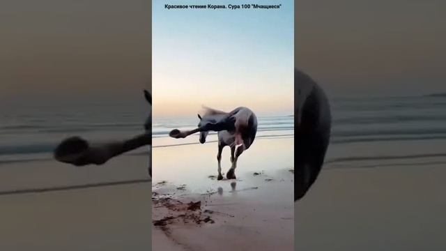 Кремль Сглаз 2022 Б1аьрг 1 Хьог1 Б1аьргш, Очистить мой путь по земле в воздухе, сделать перезагрузк смотреть онлайн