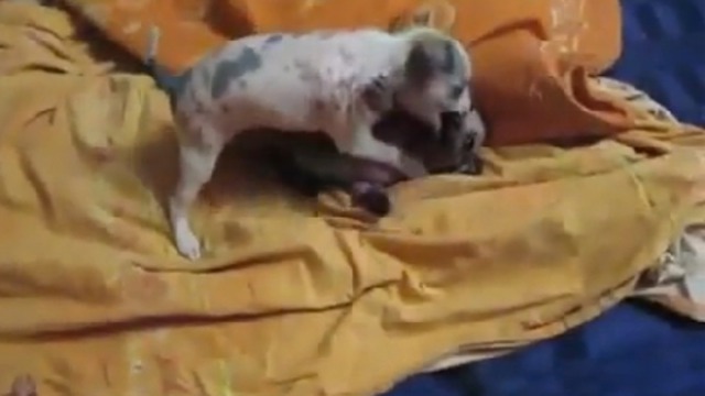 Жестокая битва двух собак смотреть онлайн