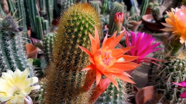 Cactus Flower Hildewintera Hybrid MONTEZUMA Cleistocactus Cactus Jerk S1E405 смотреть онлайн