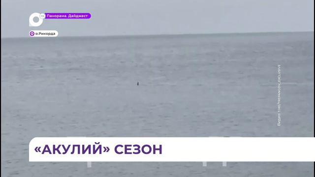 «Минус одно место отдыха»: акулу заметили недалеко от Владивостока смотреть онлайн