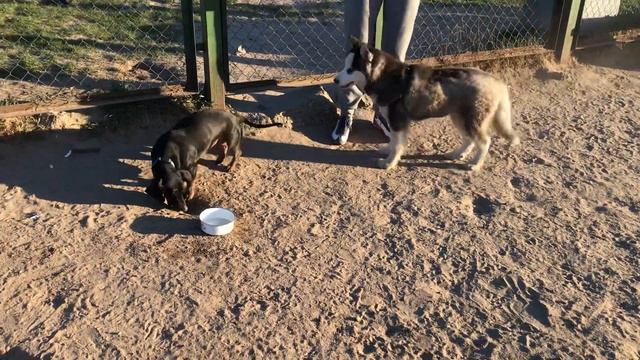 Хаски боится таксу до слез смотреть онлайн