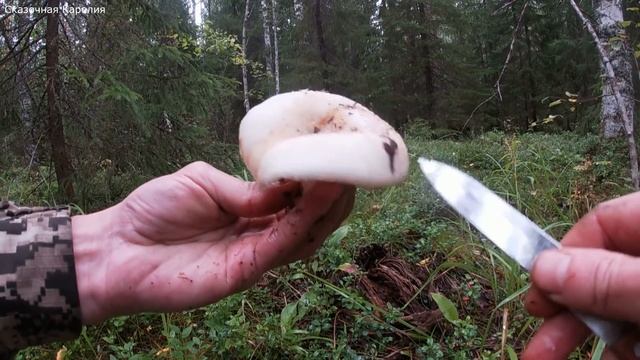 Сезон Грибов в Карелии - Грибы 2020 Корзинами! Волшебный Лес Удивляет Грибным Изобилием [3ч] смотреть онлайн