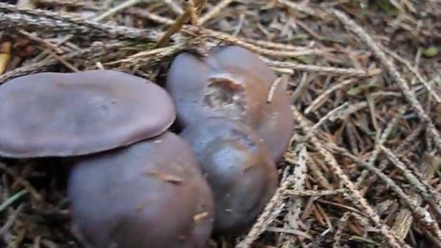 Čirůvka fialová (Lepista nuda) смотреть онлайн