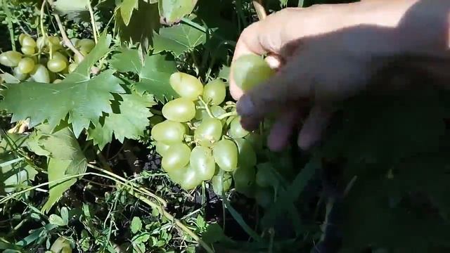Виноград сорт "Монарх" смотреть онлайн