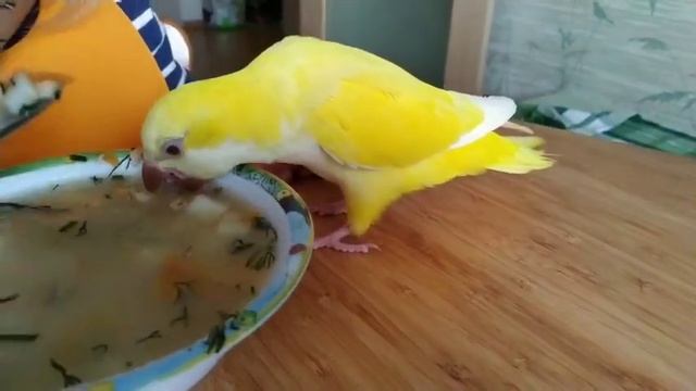 Попугай монах редкого желтого окраса смотреть онлайн