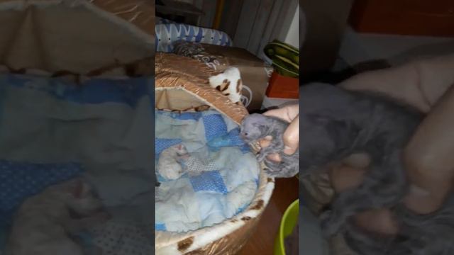 котята Сфинкс-браш 2день, взвешиваю.⏲🐈🐾🐾🐾🐾🐾🐾 смотреть онлайн