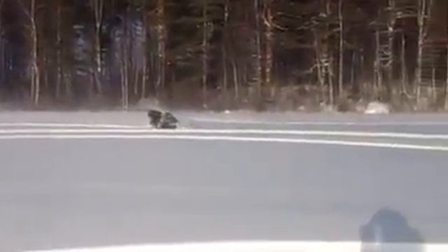 Finncat