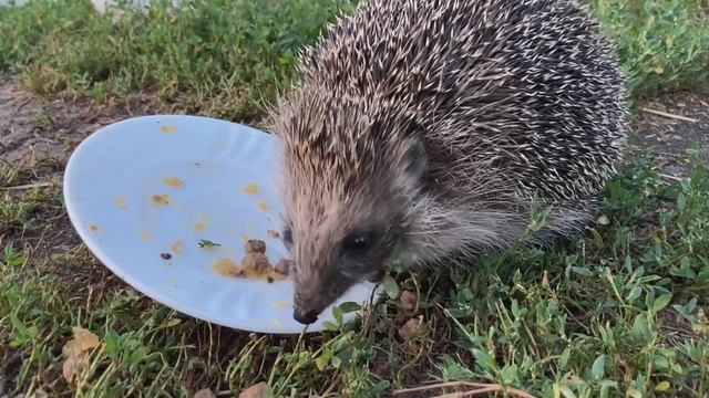 Прожорливый ёжик