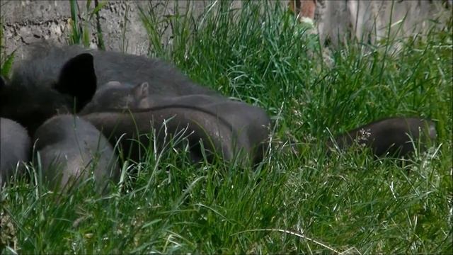 вьетнамские свиньи, лечение чесотки смотреть онлайн