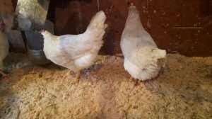 Когда курочки молодки начинают нестись