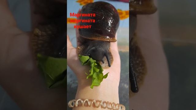 #еда #ахатина #ахатины #улитка #блог смотреть онлайн