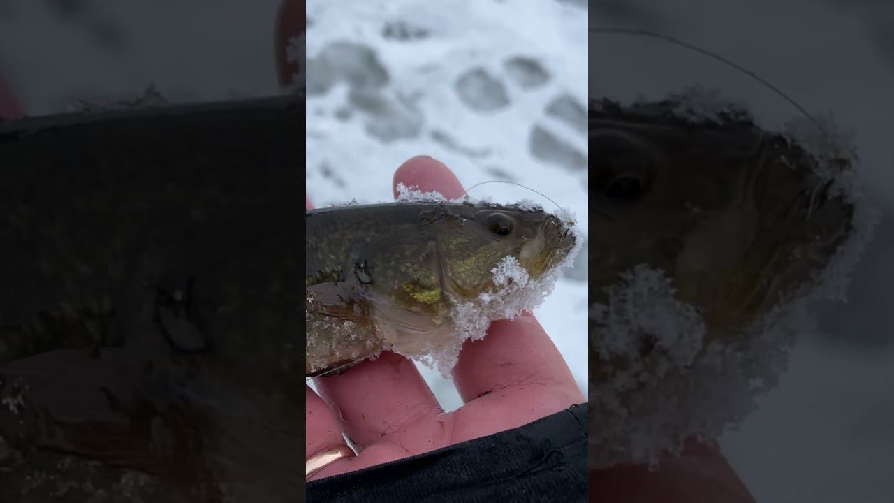 Ротан на крючок #рыбалкакстово #ротан #первыйлёд #зимняяудочка смотреть онлайн