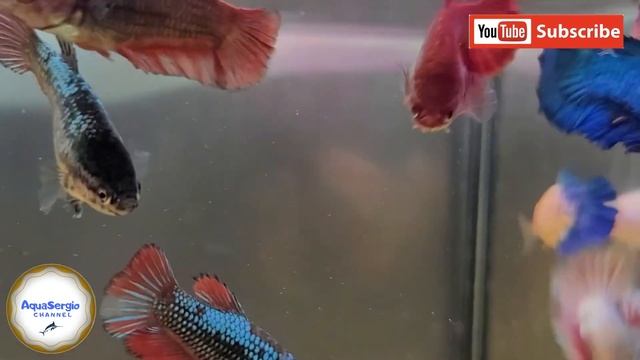 Отбор самок петушков/selection of Betta females смотреть онлайн