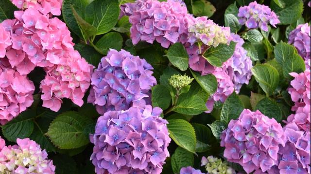 Отец отправил детей в школу в чем мать смотреть онлайн