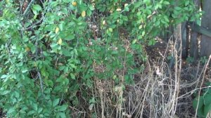 Мой способ посева бархата амурского.