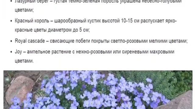 Обриета – нежный цветущий ковер смотреть онлайн