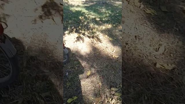як вам это красивая дериво як оно называетса ?????????? смотреть онлайн
