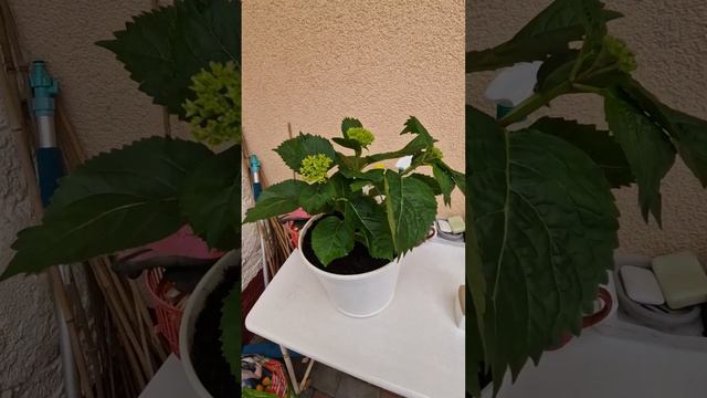 Моя Новинка, Гортензия Крупнолистная Blau.