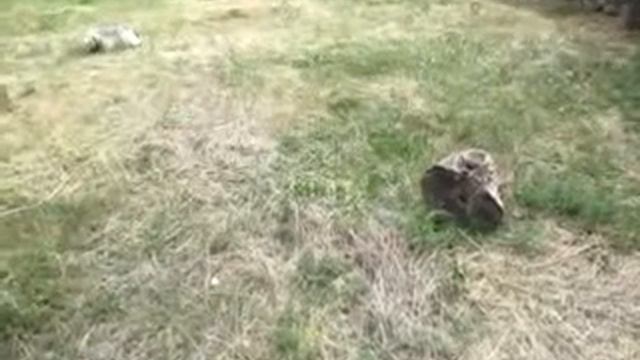 Гинкго билоба выращивание и потери Херсонская Лето 2022 смотреть онлайн