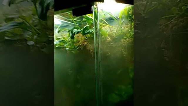 палюдариум с водопадом своими руками смотреть онлайн