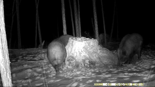 Кабаны пришли ночью к солонцу и попали в объектив фотоловушки смотреть онлайн