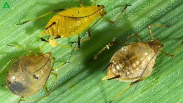 Tafgor Insecticide || Dimethoate 30 Ec || Tafgor Kitnashak Use In Hindi