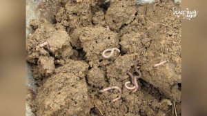 Как сделать самый лучший и быстрый компост