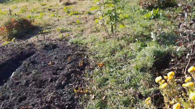 Посылка из питомника Фруктовый сад. смотреть онлайн